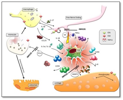 Ação dos canabinoides e receptores CB1 e CB2 no processo inflamatório nas articulações [PubMed] http://www.ncbi.nlm.nih.gov/pmc/articles/PMC4289380/pdf/12891_2014_Article_2353.pdf