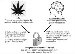 Fig. 2: Propriedades do THC, principal canabinoide produzido pela planta, e dos endocanabinoides, que são produzidos pelo corpo.