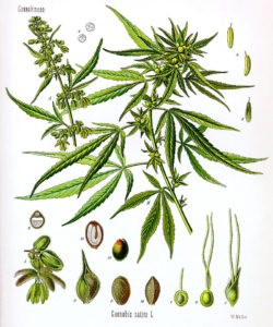 Figura 01. Família Cannabaceae.