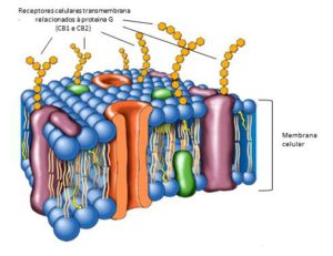 ANANDAMIDA.010 – Terapêutica Canabinoide