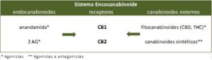 Sistema endocanabinoide esquema